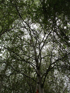 lot 39 image: Whitespire Birch, B&B