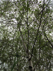 lot 41 image: Whitespire Birch, B&B