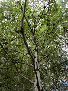 lot 42 image: Whitespire Birch, B&B