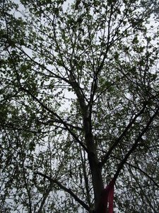 lot 43 image: Whitespire Birch, B&B