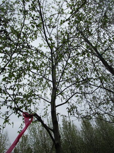 lot 44 image: Whitespire Birch, B&B