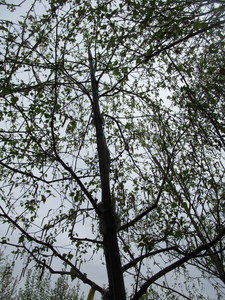 lot 45 image: Whitespire Birch, B&B