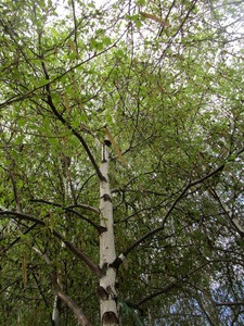 lot 47 image: Whitespire Birch, B&B