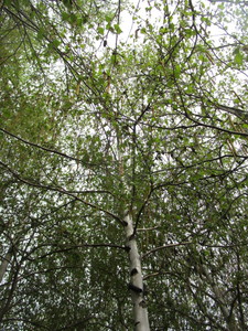 lot 48 image: Whitespire Birch, B&B