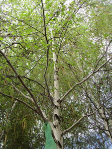 lot 49 image: Whitespire Birch, B&B