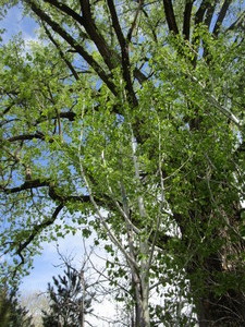 lot 51 image: Aspen, B&B