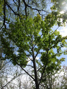 lot 55 image: Autumn Blaze Maple, B&B