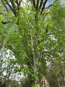 lot 52 image: Aspen, B&B