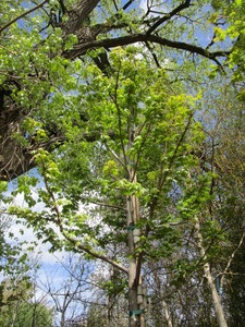 lot 54 image: Autumn Blaze Maple, B&B