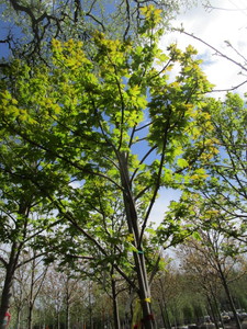 lot 56 image: Autumn Blaze Maple, B&B