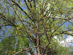 lot 60 image: Swamp Oak, B&B