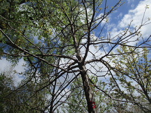 lot 61 image: Swamp Oak, B&B