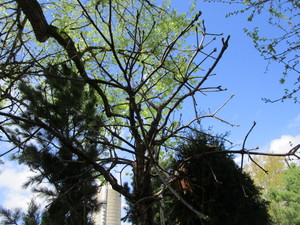 lot 62 image: Swamp Oak, B&B