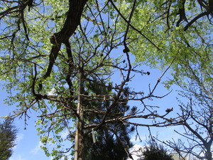 lot 63 image: Burr Oak, B&B