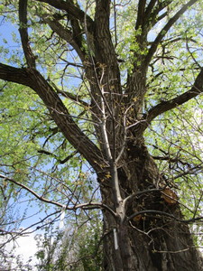 lot 64 image: Swamp Oak, B&B