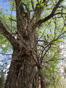 lot 65 image: Swamp Oak, B&B
