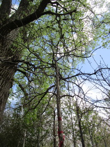 lot 66 image: Swamp Oak, B&B