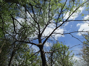 lot 67 image: Swamp Oak, B&B