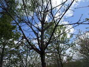 lot 69 image: Swamp Oak, B&B