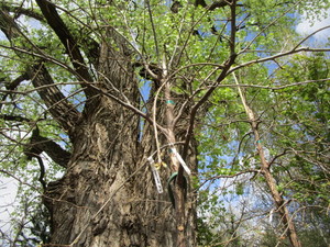 lot 70 image: Swamp Oak, B&B