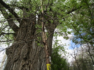 lot 71 image: Swamp Oak, B&B