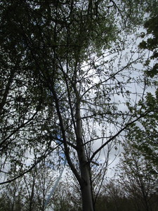 lot 72 image: Whitespire Birch, B&B