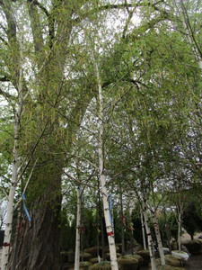 lot 73 image: Whitespire Birch, B&B