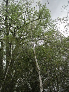 lot 74 image: Whitespire Birch, B&B