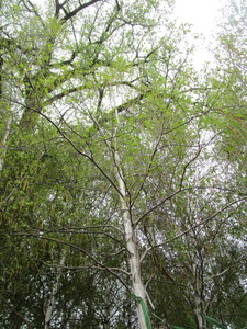 lot 75 image: Whitespire Birch, B&B