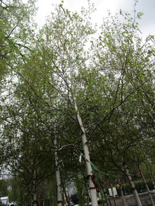lot 76 image: Whitespire Birch, B&B
