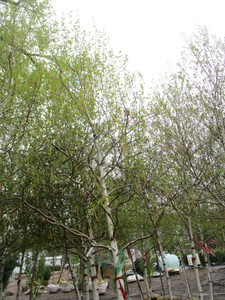 lot 77 image: Whitespire Birch, B&B