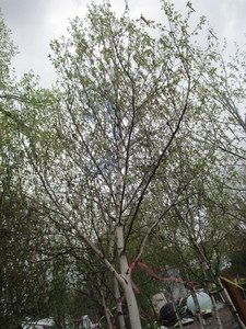 lot 78 image: Whitespire Birch, B&B