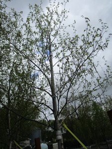 lot 79 image: Whitespire Birch, B&B