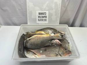 lot 27 image: B. 11-12 Whole Frozen Snappers  (Cleaned Pkged in Plastic Container) Sell By 12192023
