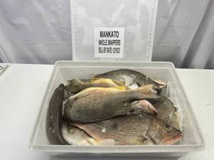lot 29 image: B. 11-12 Whole Frozen Snappers  (Cleaned Pkged in Plastic Container) Sell By 12192023