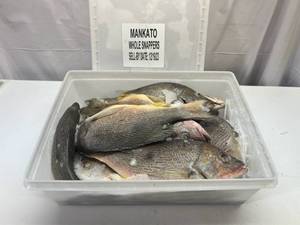 lot 31 image: B. 11-12 Whole Frozen Snappers  (Cleaned Pkged in Plastic Container) Sell By 12192023