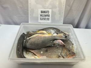 lot 32 image: B. 11-12 Whole Frozen Snappers  (Cleaned Pkged in Plastic Container) Sell By 12192023