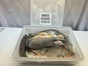 lot 33 image: B. 11-12 Whole Frozen Snappers  (Cleaned Pkged in Plastic Container) Sell By 12192023