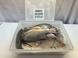 lot 34 image: B. 11-12 Whole Frozen Snappers  (Cleaned Pkged in Plastic Container) Sell By 12192023