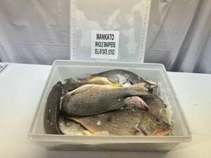 lot 35 image: B. 11-12 Whole Frozen Snappers  (Cleaned Pkged in Plastic Container) Sell By 12192023