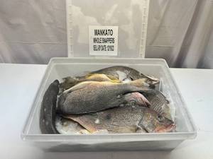 lot 36 image: C. 11-12 Whole Frozen Snappers  (Cleaned Pkged in Plastic Container) Sell By 12192023