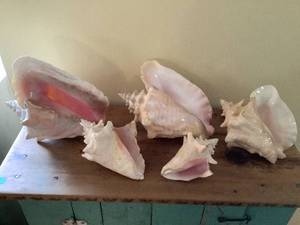 Conch Shells