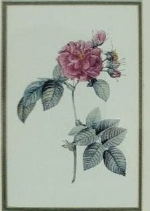 lot 57 image: Beautiful Fine Art Botanical Print - Pierre Joseph Redoute - Rosa Turbinata