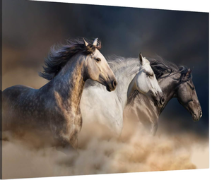 lot 240 image: SD SOFT DANCE Horses Running Painting Canvas. 48x24
