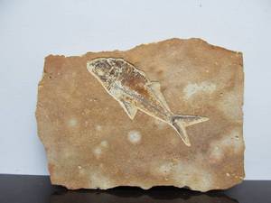 lot 158 image: Genuine Early Fish Fossil