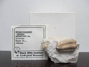lot 159 image: Genuine Fossil Specimen - Stenarocalymene Celebra 