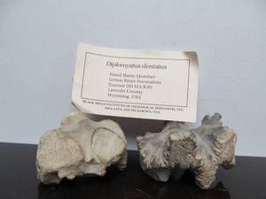 lot 160 image: Genuine Fossil Specimen - Diplomystus Dentatus