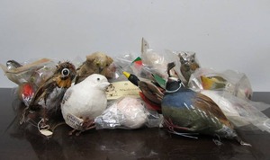 lot 187 image: Large Group of Vintage Feather Birds