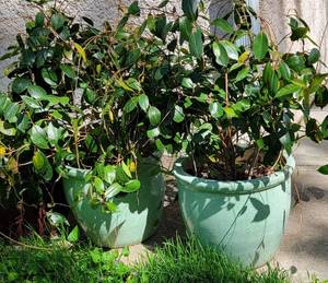 lot 90 image: Crackle Glazed Aqua Jardineire Planters with Dipladenias, pair