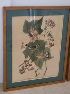 lot 126 image: Striking Avian Botanical Fine Art Print Pair - Black & Yellow Warbler  Yellow-Breasted Chat